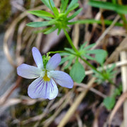 Annual Pansy/Viola 6